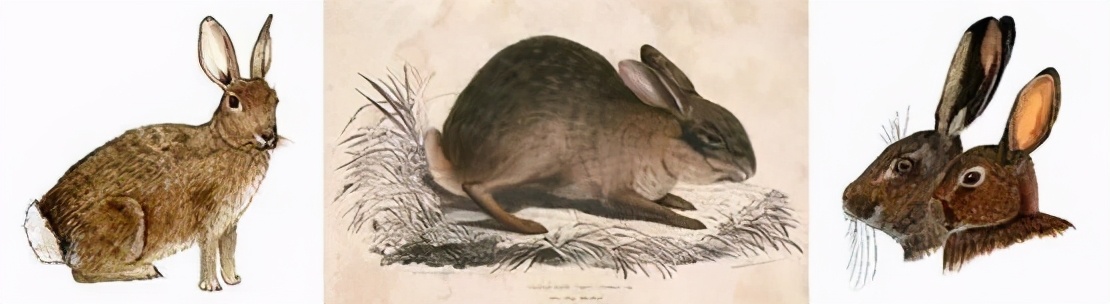 抓一只野兔会怎么处罚,抓一只野兔怎样处罚