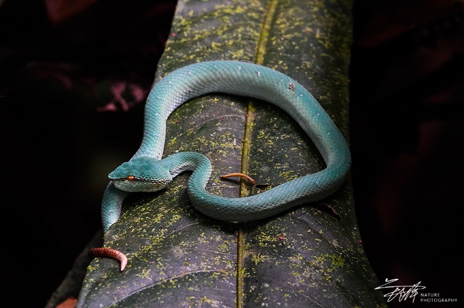 慢享自然，快意拍摄索尼黑卡RX10M4升级体验