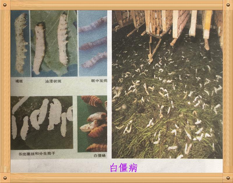 家蚕真菌病,家蚕病害的研究