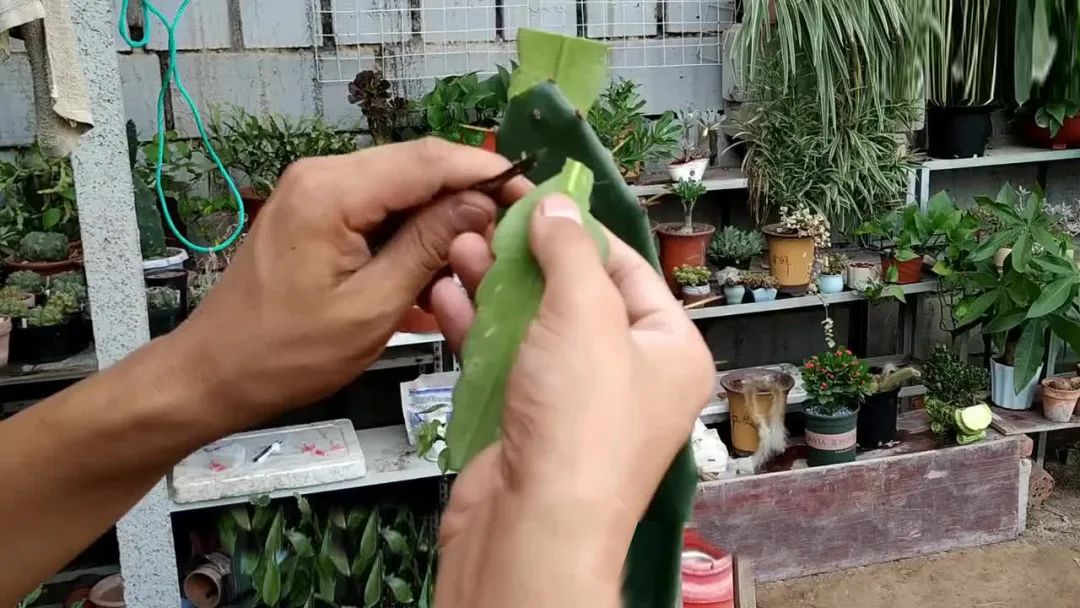 夏季嫁接怎样接成活率最高,靠接嫁接技术教程