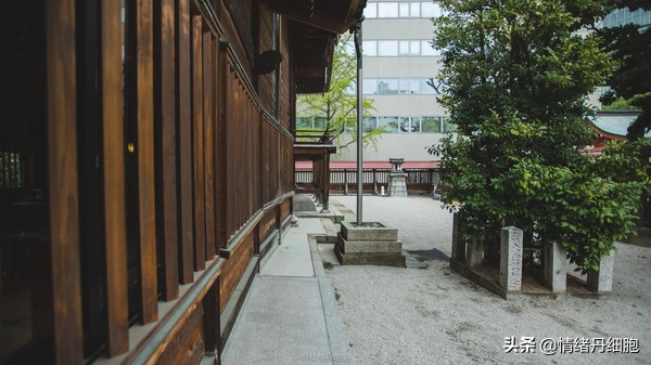 邮轮游选择哪个游轮好,邮轮旅游全攻略公主号