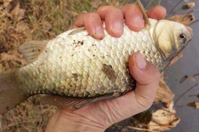 钓鱼拉饵正确方法,拉饵钓鱼的各大技巧图解