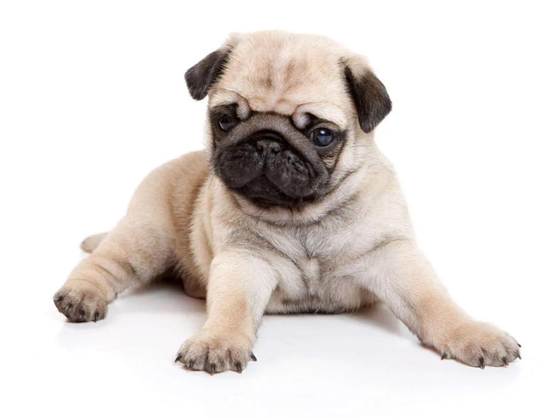 巴哥犬中最便宜多少钱呀,一只巴哥犬最便宜多少钱