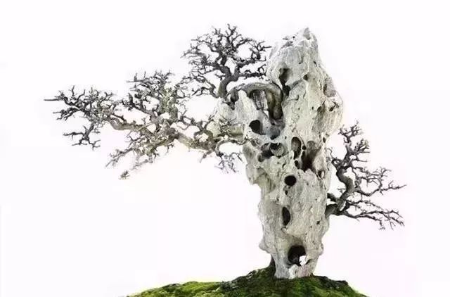 古朴自然盆景欣赏,造型极美的盆景一起来欣赏