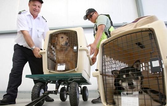 律师谈金毛siri托运途中死亡,如何看待金毛siri被托运死