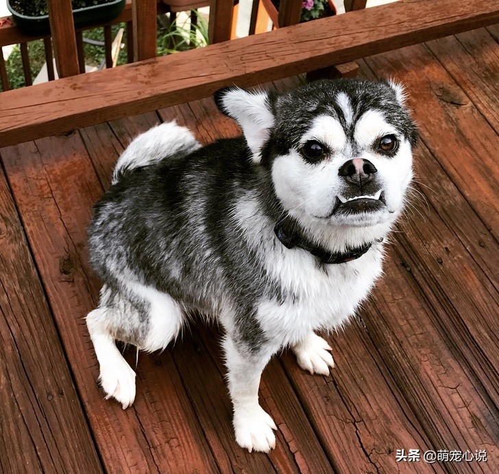 串串狗到底是什么品种的狗狗,什么品种的串串狗最可爱