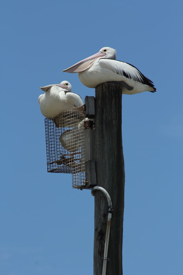 万物皆可吞的鹈鹕,鹈鹕万物皆可吞