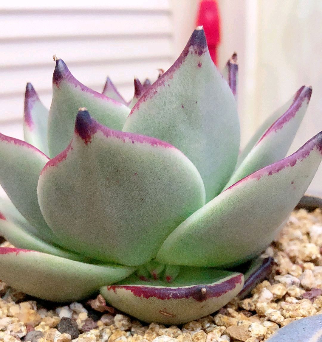 多肉长侧芽会不会影响长势？需要去掉还是养成多肉群