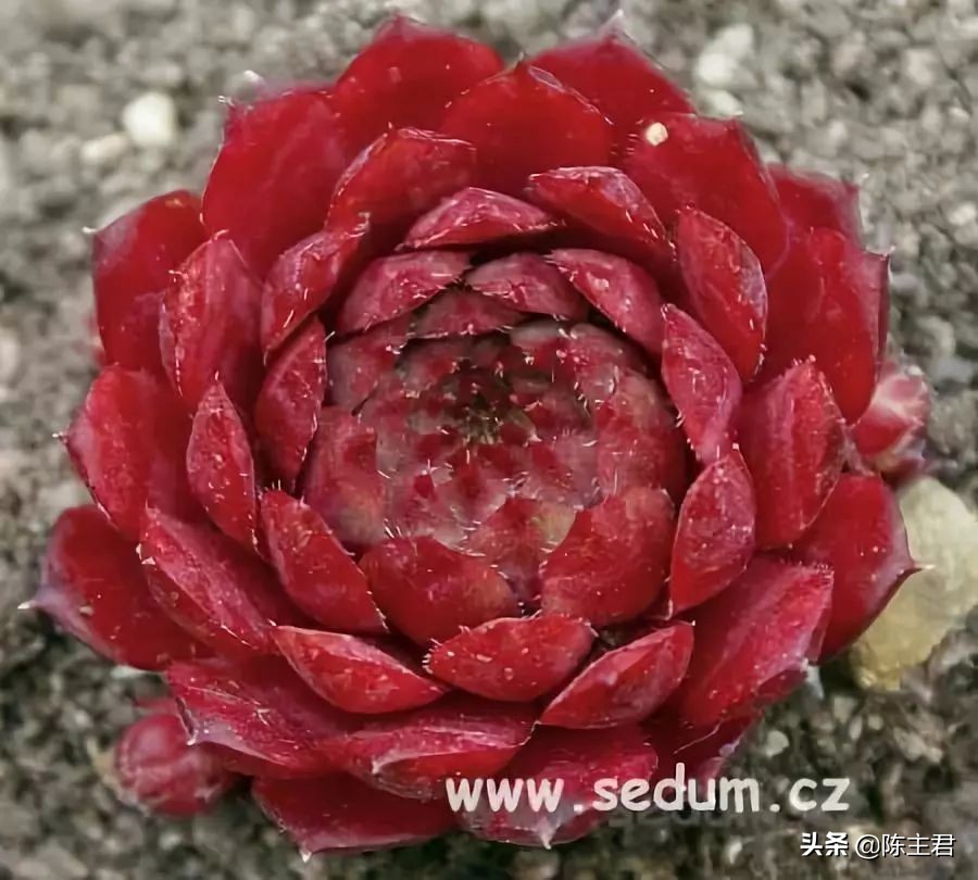 十大最贵法师多肉排行榜,玉露多肉最贵多少钱一棵