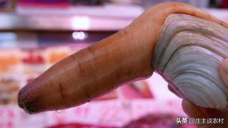 世界上最贵的几种食材有哪些,世界上最贵最顶级的食材