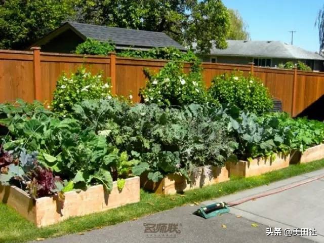 怎样在纸上种菜,纸上种菜的技术很简单