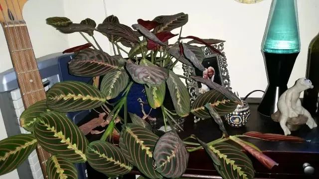 大植物叶子发黄干枯如何补救,四季青叶子发黄枯萎掉落怎么补救