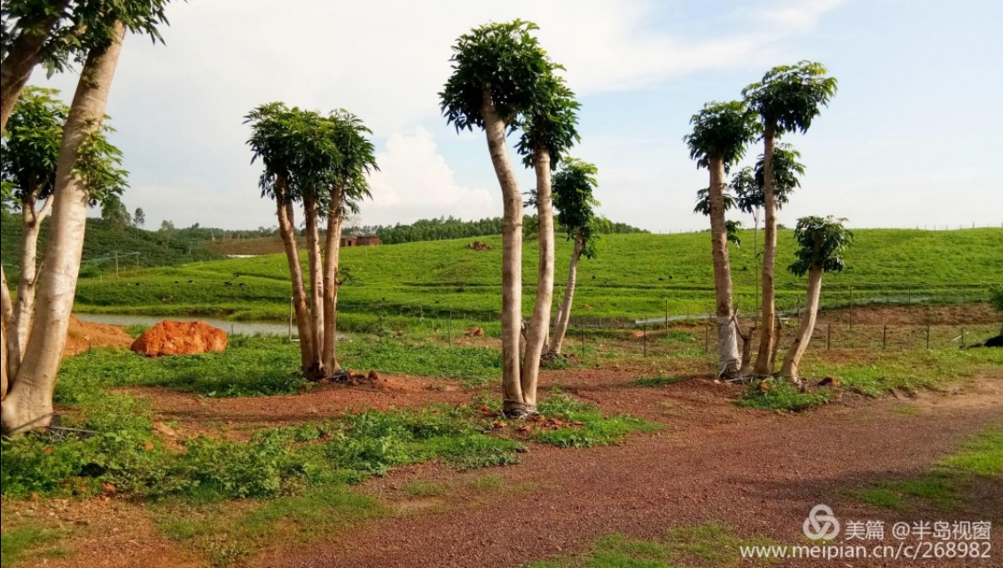 文蕴秀岭，馨怡乐园｜廉江文秀岭农牧场散记