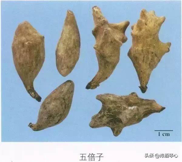 五倍子中药一起熬,中药五倍子作用