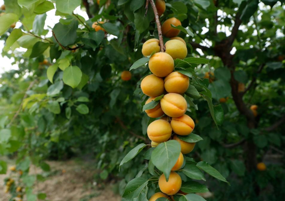 北京4月踏青的地方丰台区有哪些,丰台踏青好去处