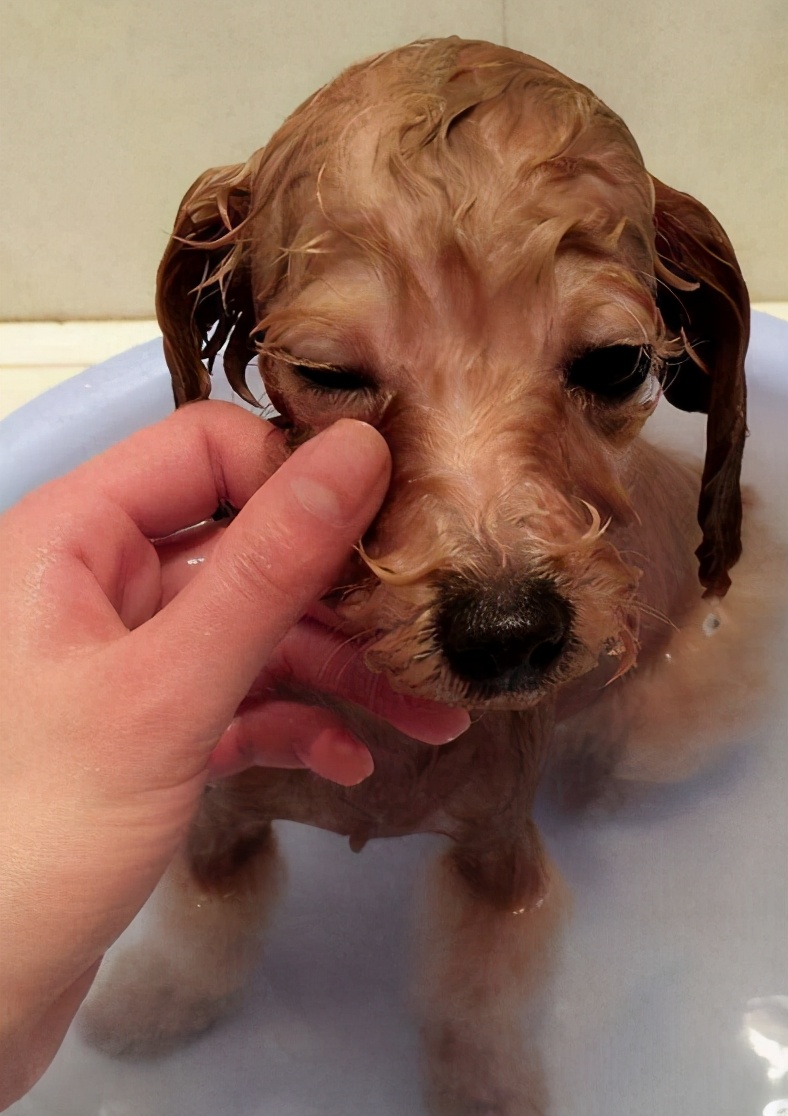 泰迪犬毛褪色怎么办,泰迪狗褪色是怎么回事