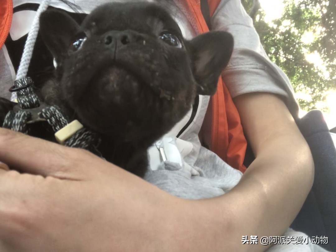 墨墨：屁屁烂得血红的小斗牛，会不会是第二个“白月初”