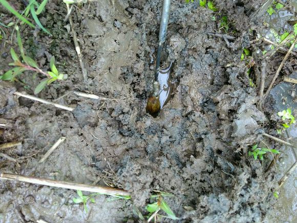 抓黄鳝小知识,农村娃抓黄鳝视频