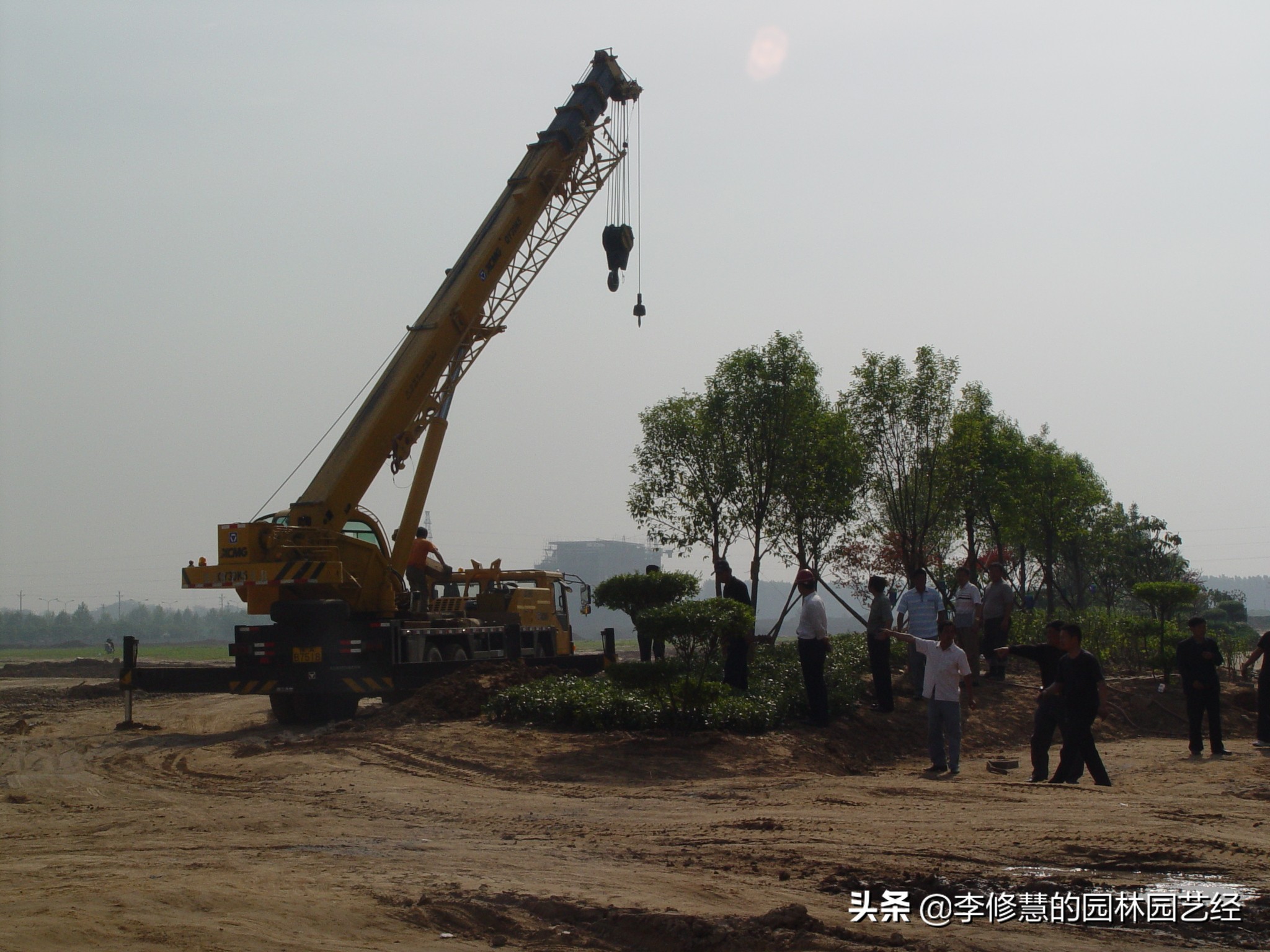 香樟树盆栽怎么养护,香樟树栽培与管理