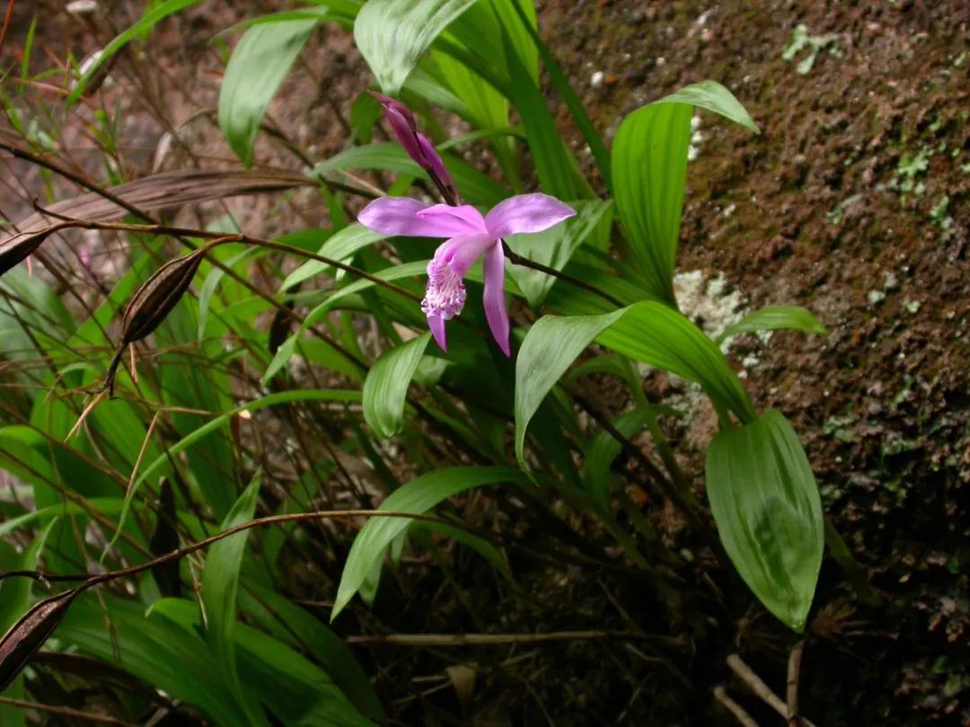 林草科普图片,林草科普