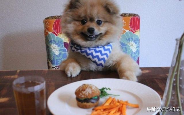 博美便便有点软而且臭是怎么回事,博美拉屎变得特别臭是什么原因