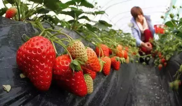 广元市市区好吃的,好吃的美食广元