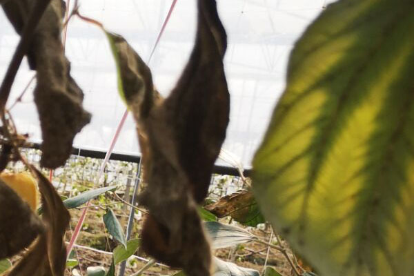 青枣叶片黄点图片,青枣叶片黄化怎么补救