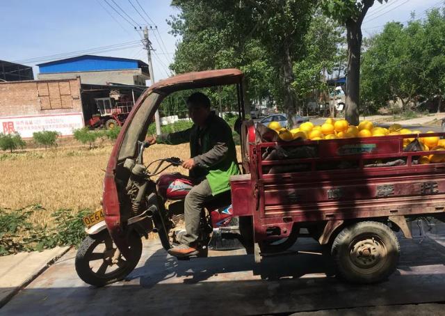 30万斤黄金蜜瓜卖不动！这甜蜜的烦恼，让散户果农们苦不堪言