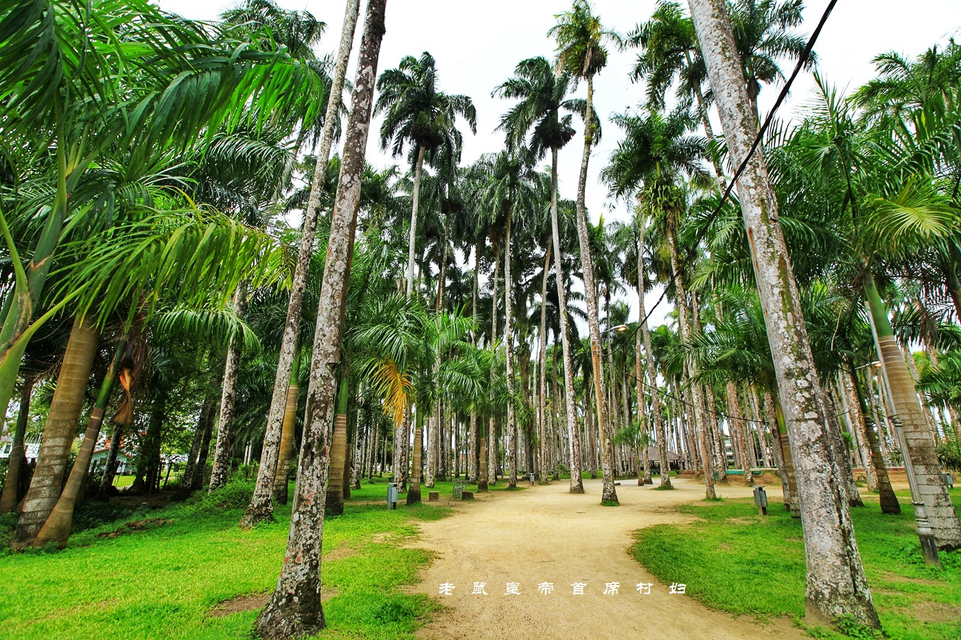 南美小国过春节,南美小国苏里南