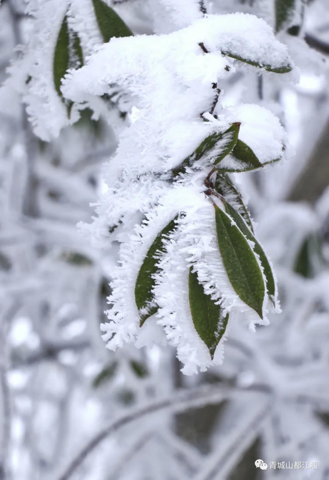 无雪不成冬,都江堰玩雪一日游