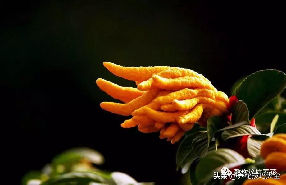 帮助睡眠的花水养,睡眠不理想试试养这4种花