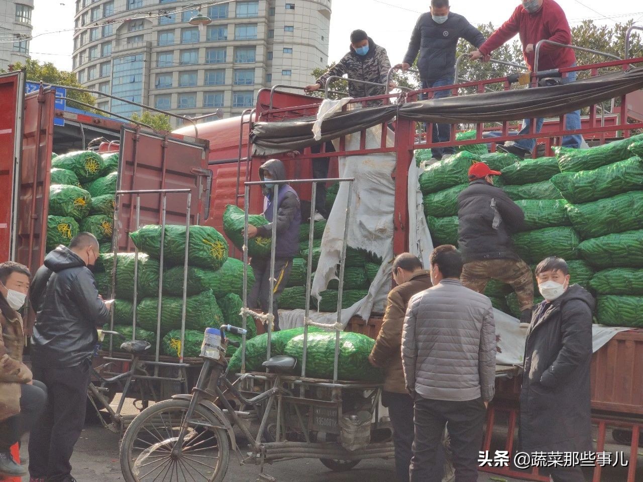 今日上海江桥带壳鲜蚕豆批发价,上海江桥批发市场蚕豆最新价格