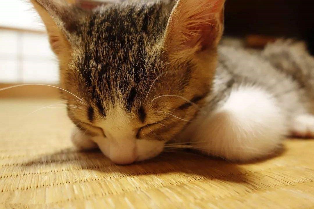 猫咪犯错它知道吗,猫咪犯错的6个表现