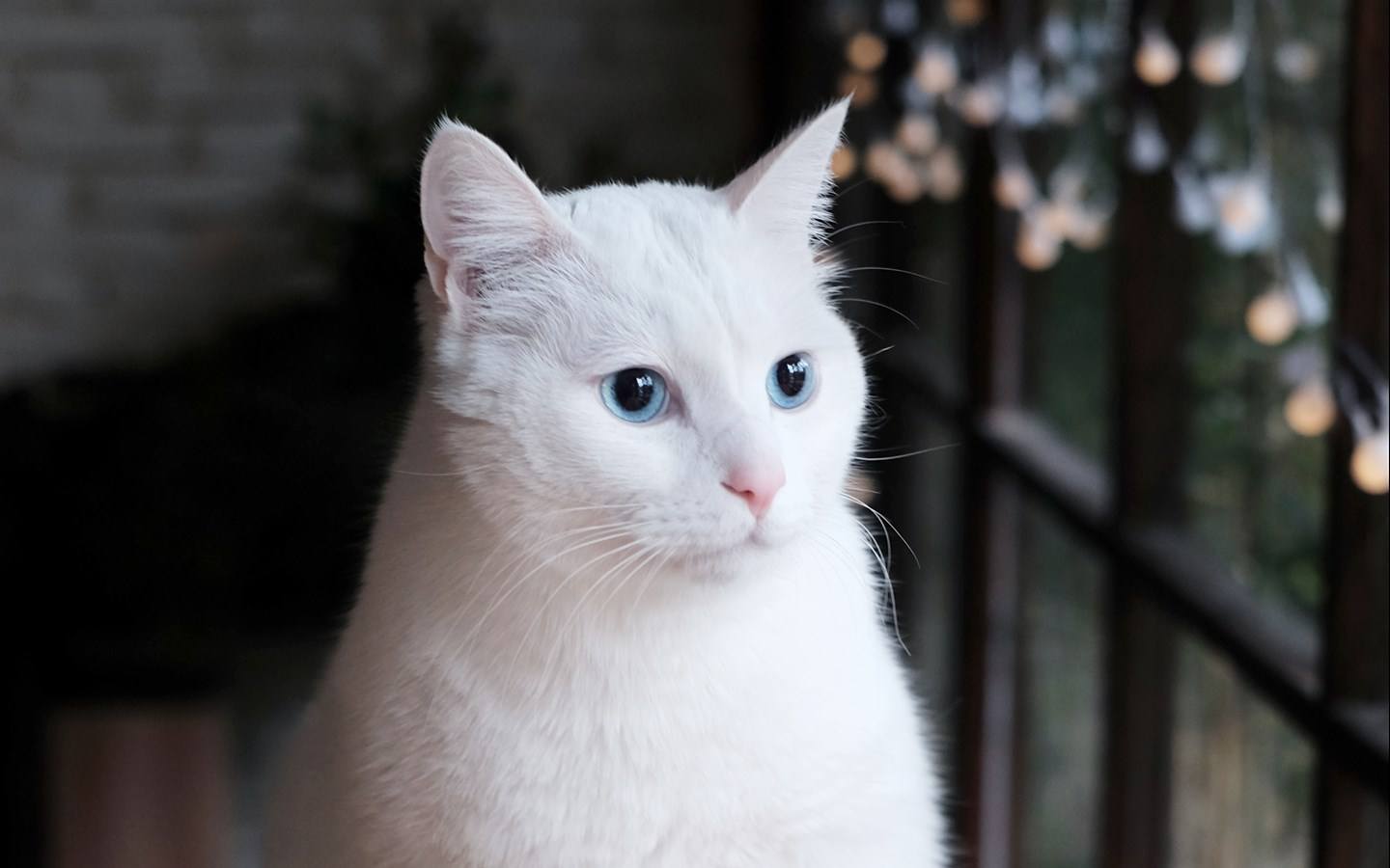 喵星人的报复行为,猫咪记仇怎样才会让它原谅