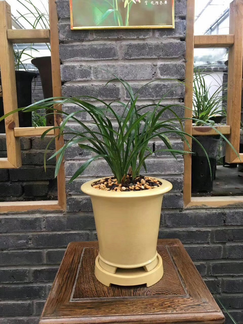 修剪了烂根的兰花怎么上盆和浇水,烂根兰花水培生根后怎么上盆