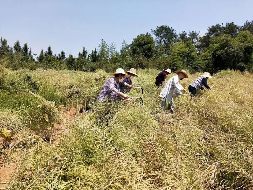 抢抓农时开展农业生产,农民纷纷抢抓春耕生产有利时机
