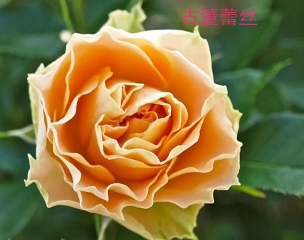 适合做切花的月季品种,十大公认最好切花月季