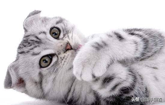 猫咪贫血症状表现吃什么药,猫咪贫血的症状表现都有哪些