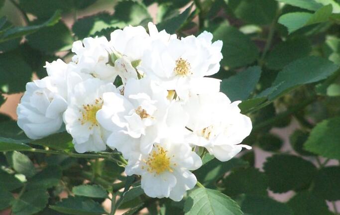 六月，梦一场荼蘼花事