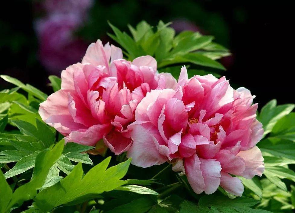 为什么有人说中国国花是牡丹,中国的国花为什么要选牡丹呢