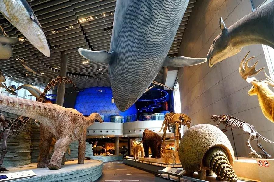 适合遛娃的亲子博物馆,周末遛娃好去处自然博物馆