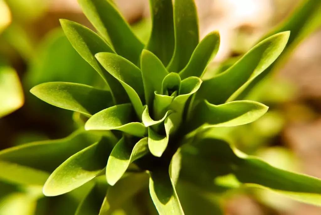 冬季养百合的养殖方法和注意事项,如何让水养百合尽快开花