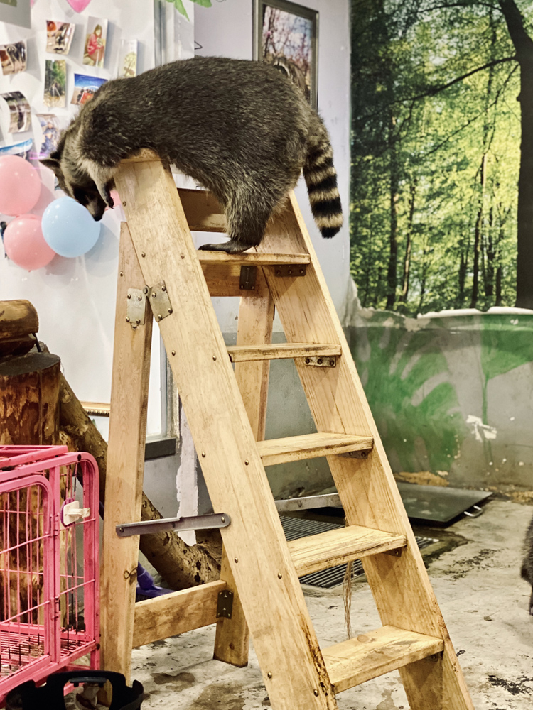 撸动物的网红店顺德,撸小动物的网红店北京世纪金源