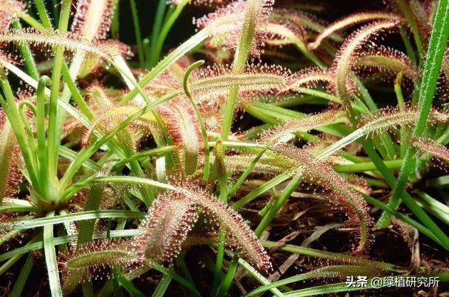 茅膏菜可以养几年,养茅膏菜最适合用什么土