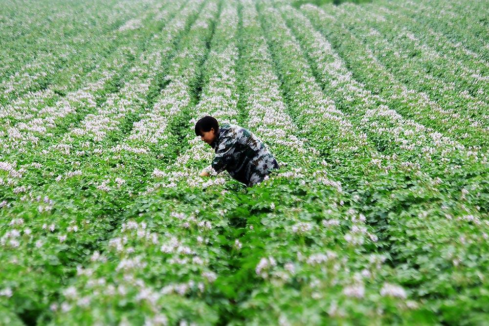 马铃薯腐坏病,马铃薯茎腐病怎么治疗
