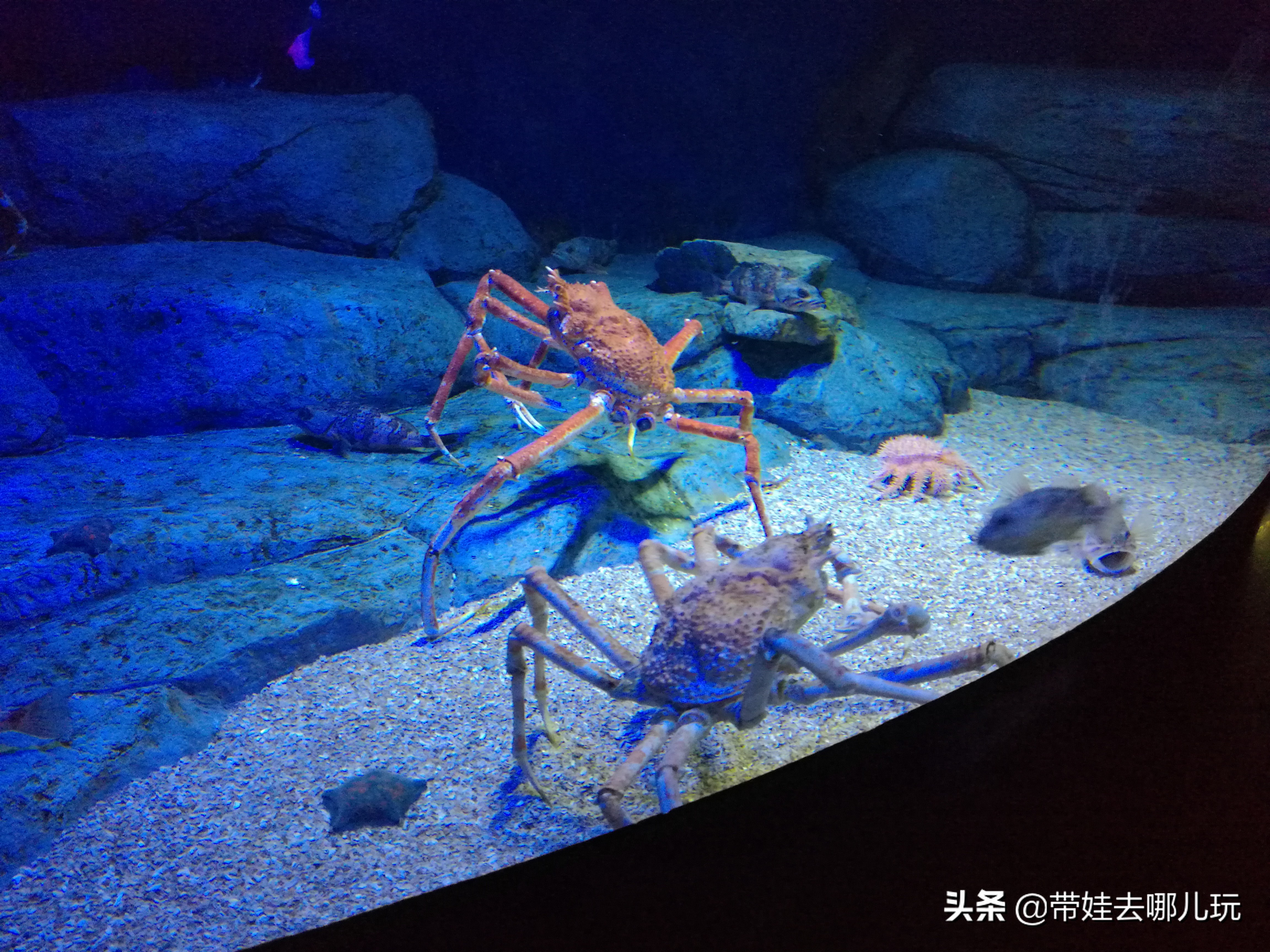 新加坡圣淘沙岛游视频,环球影城圣淘沙海洋馆