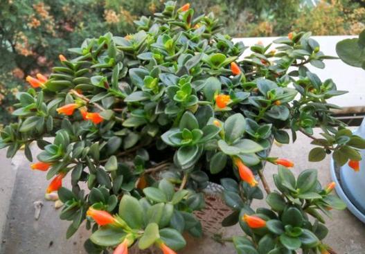 小金鱼花扦插可以把枝泡水生根吗,小金鱼水培扦插方法