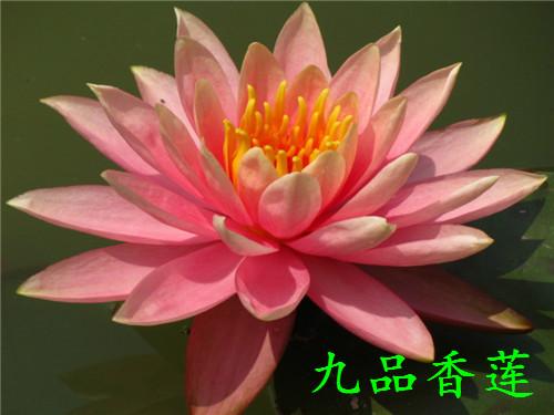 睡莲能在室内种植吗,大缸种植睡莲怎么养