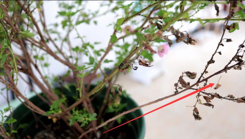 小木槿木质化严重有枯枝,小木槿黄叶是什么原因