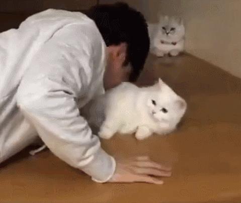 猫咪为什么老是叫讨食,猫咪为什么总是嗯嗯的叫